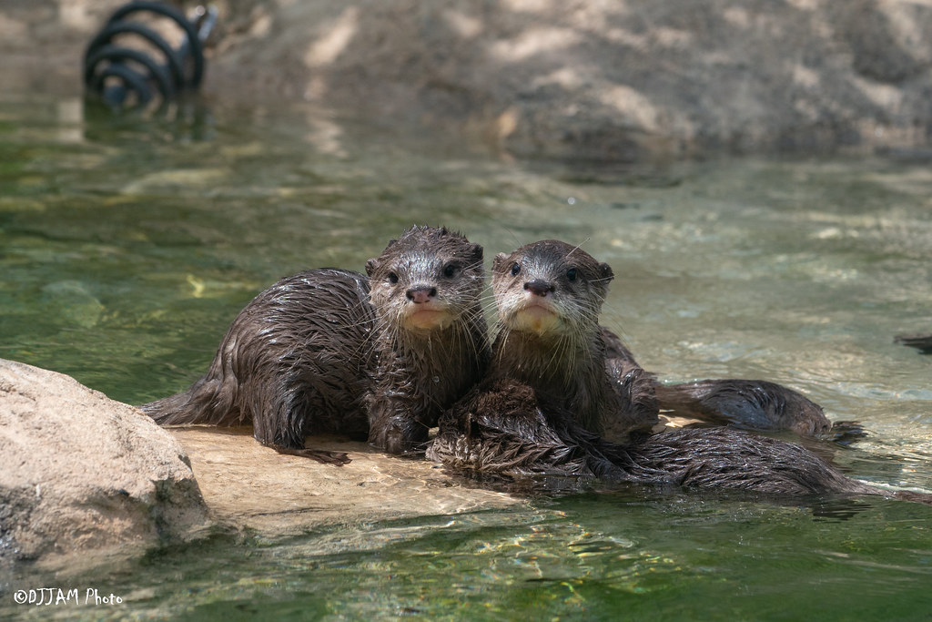 Otter Pupdate: Ripple, Splash, Scuttle & Puddles