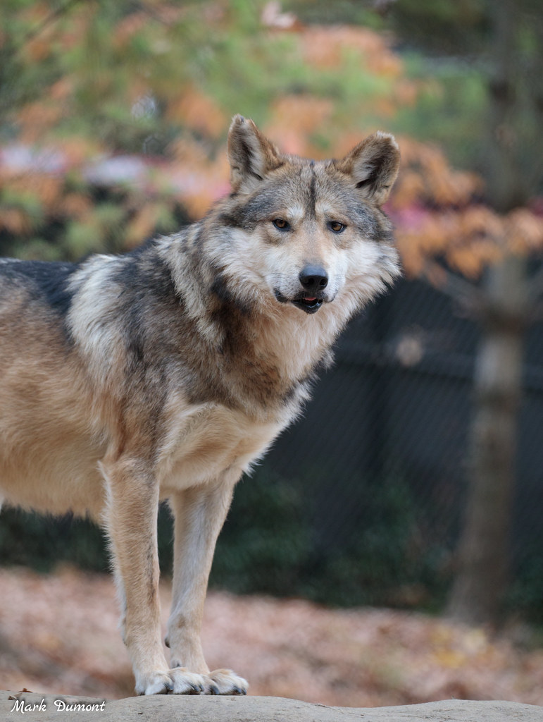Bruce the Mexican wolf