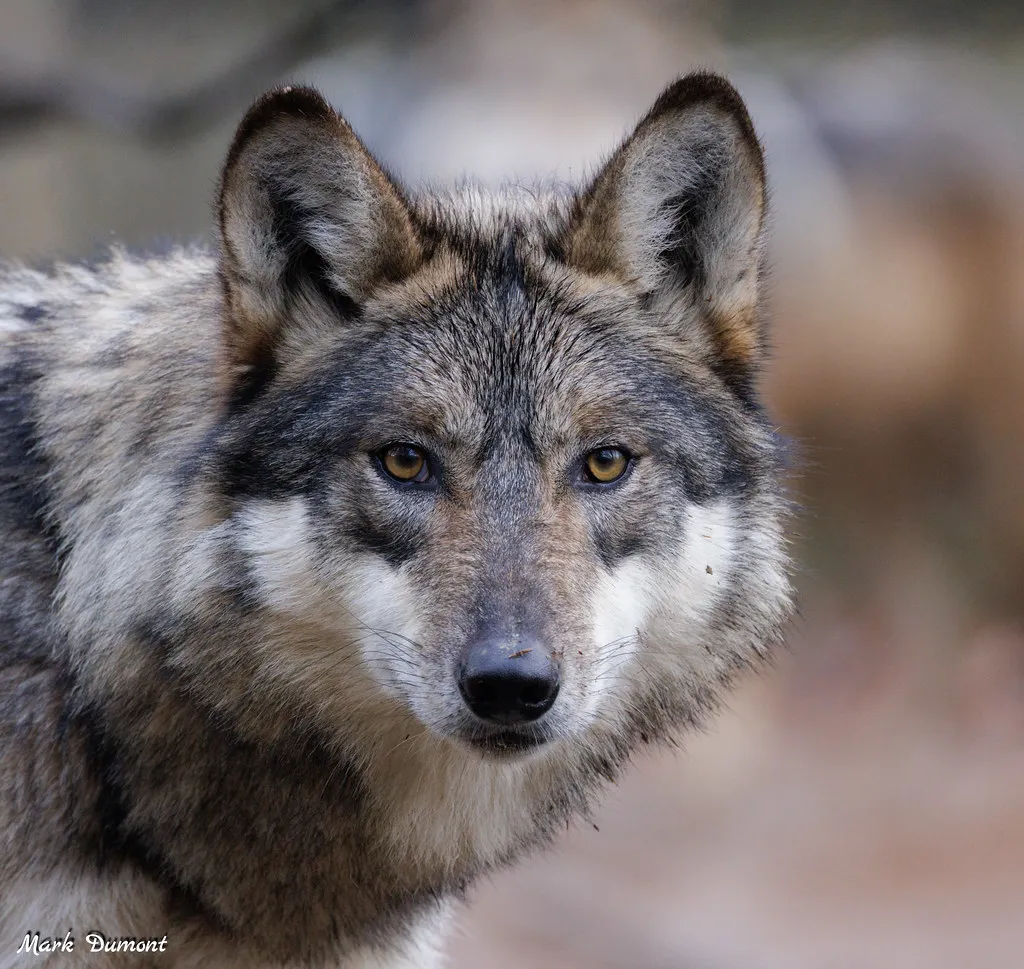 Elena the wolf