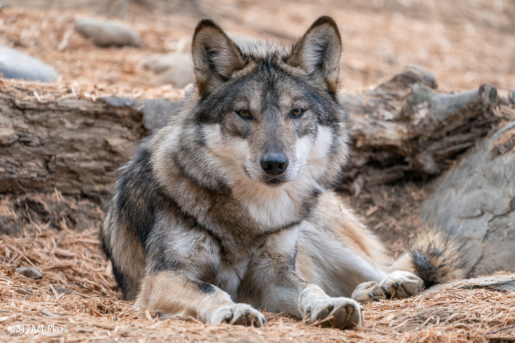 Join the Pack: International Wolf Day