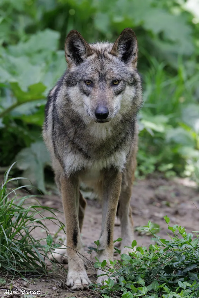 Elena the Mexican wolf