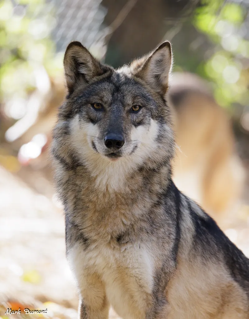 Elena the Mexican wolf
