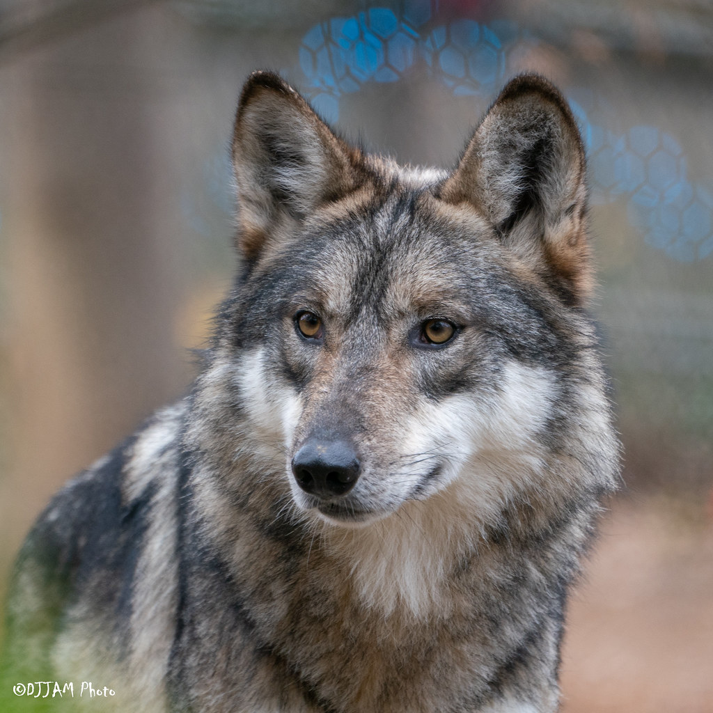Elena the Mexican wolf