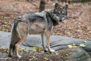 Elena the Mexican wolf