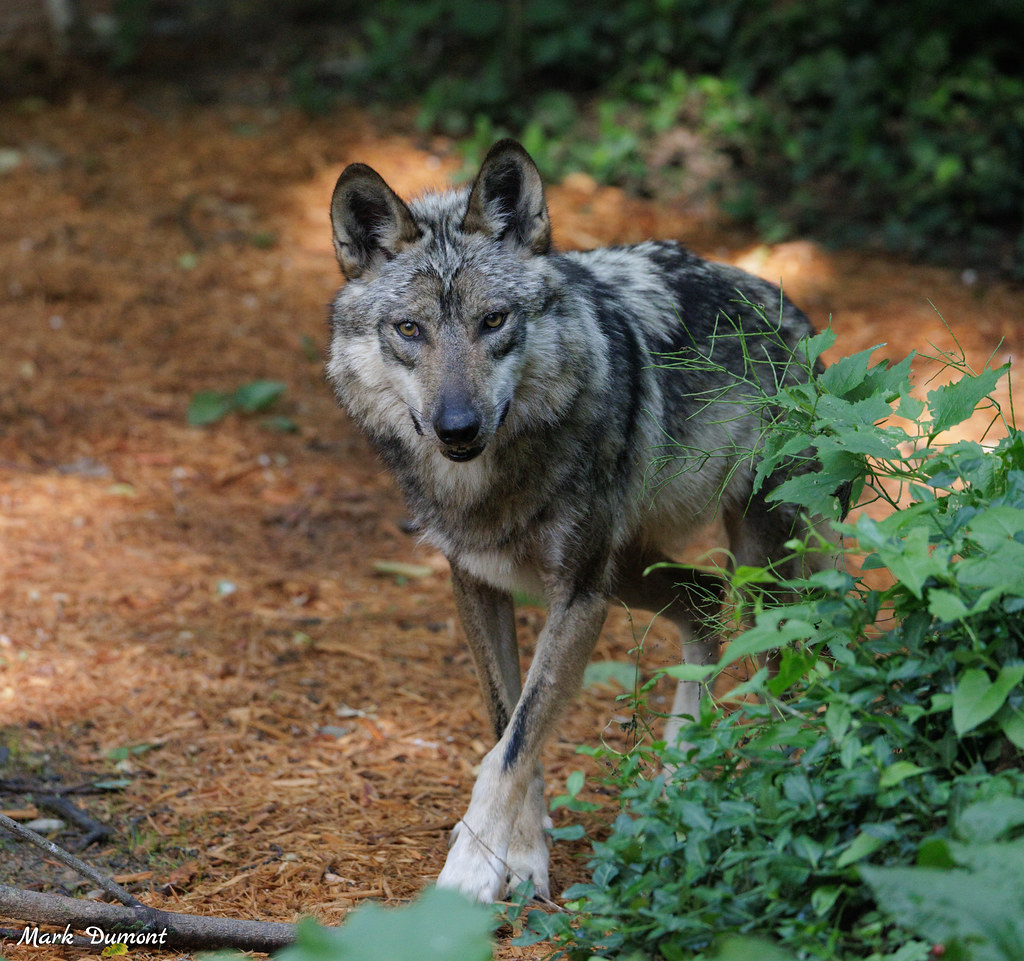 Elena the Mexican wolf