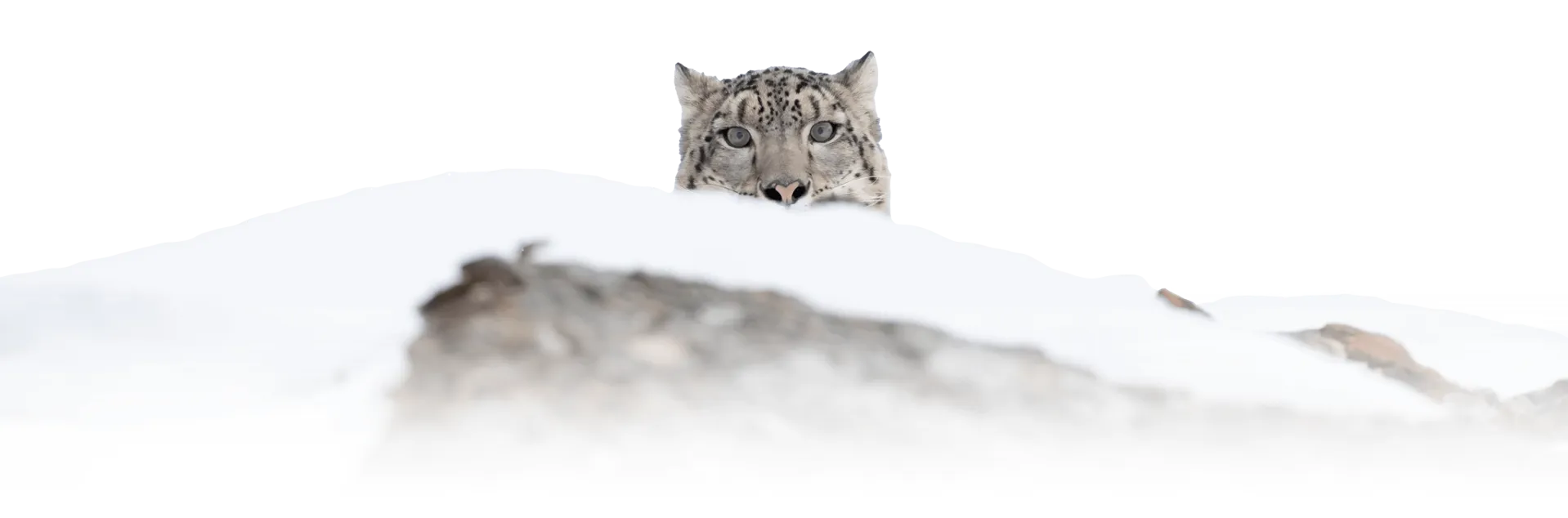 snow leopard eyes and nose peeking over the snow