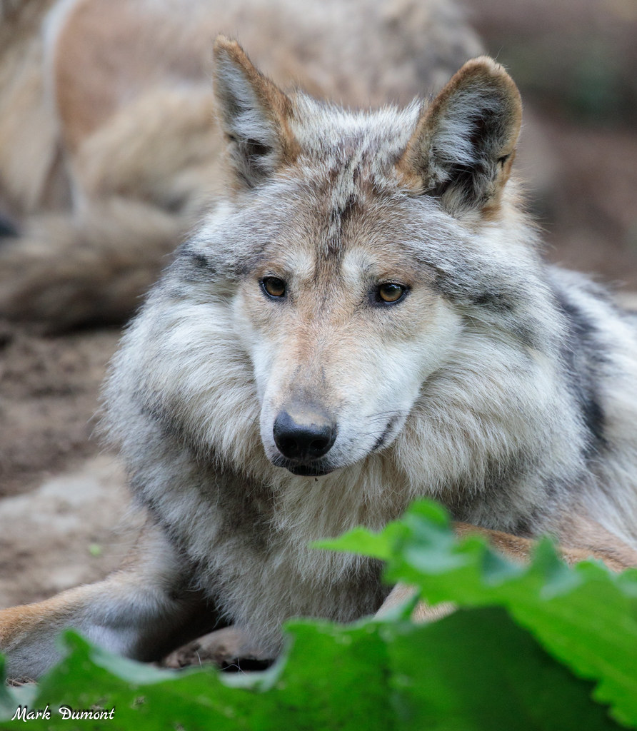 Shadow the Mexican wolf