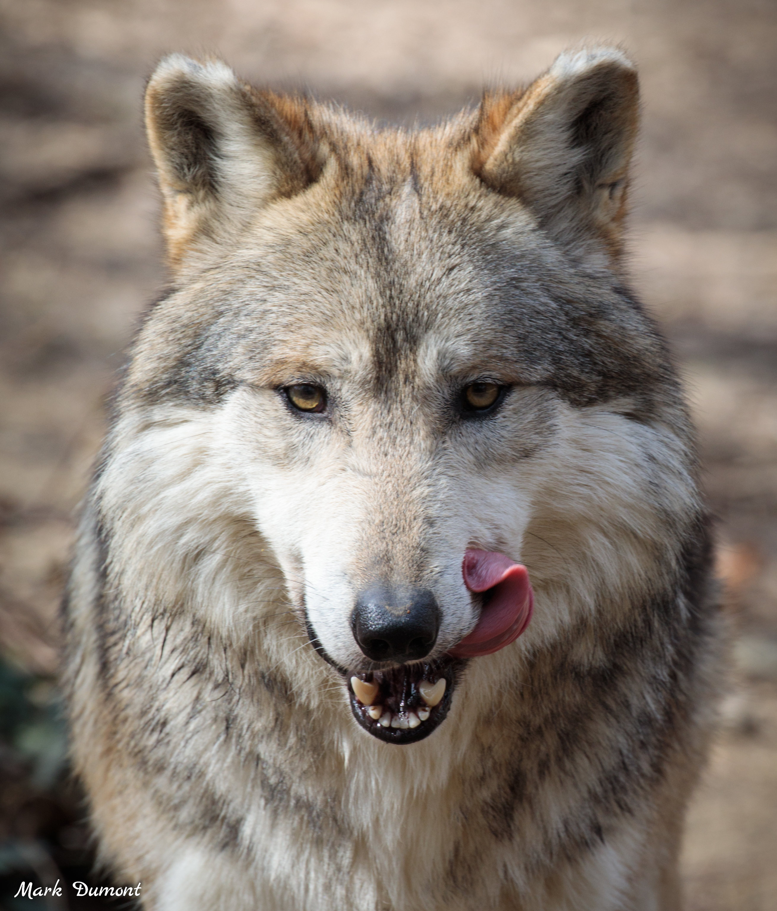 Shadow the Mexican wolf