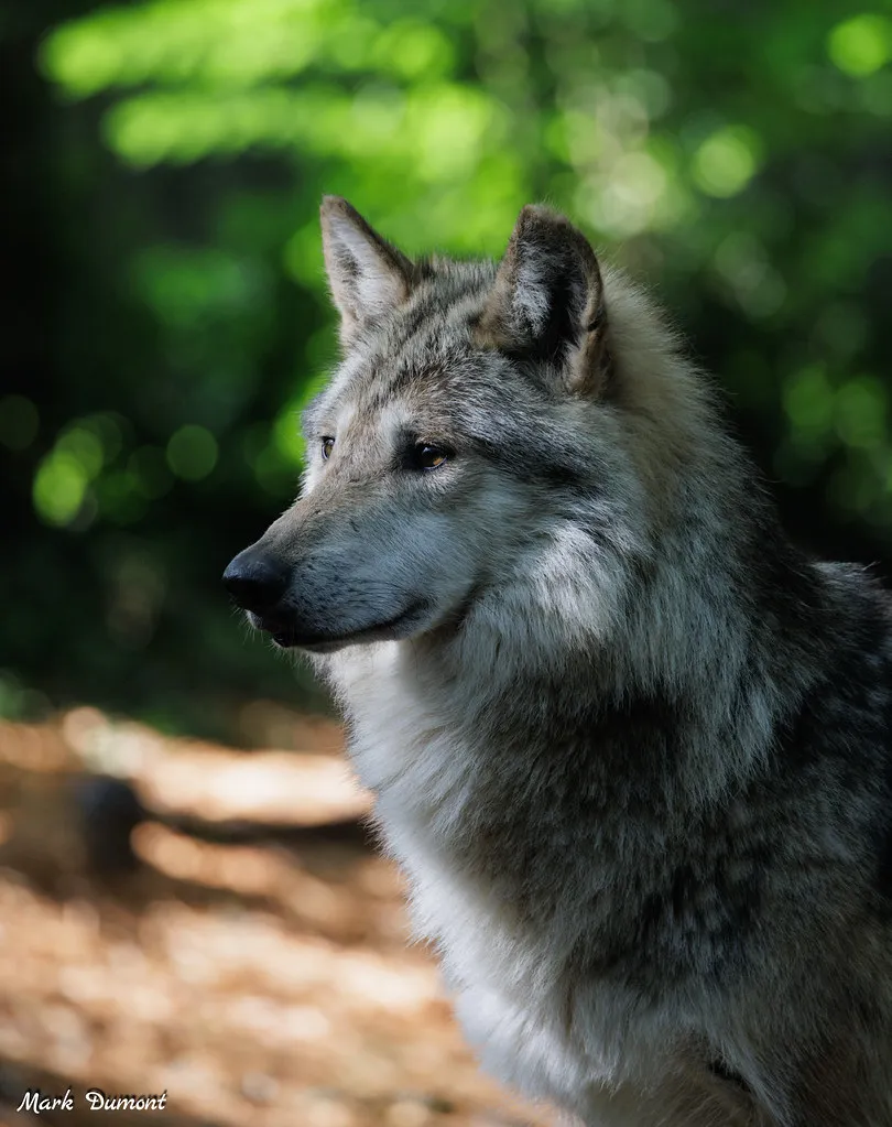 Shadow the Mexican wolf