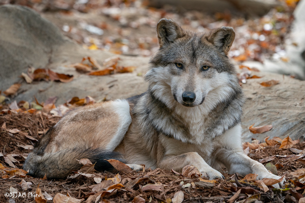 waya the Mexican wolf
