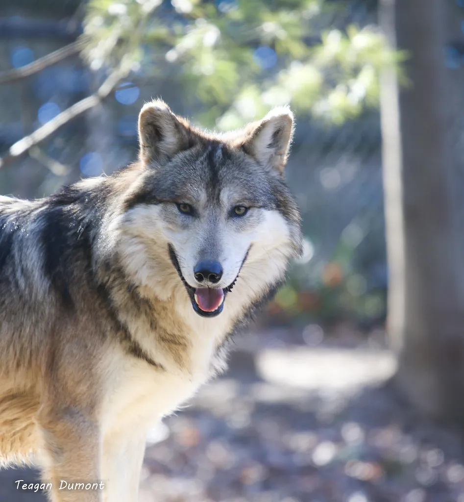 waya the Mexican wolf