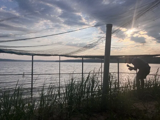 lake pen, where plovers get acclimated to the outdoors
