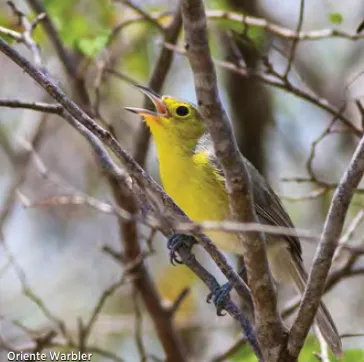 warbler in cuba