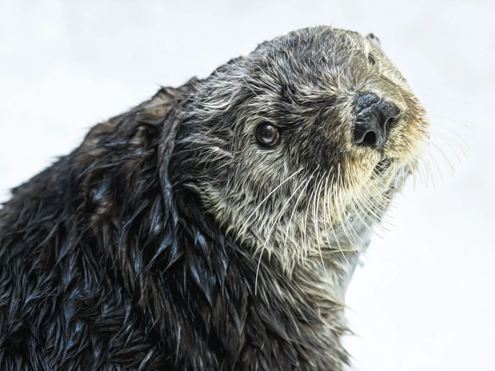 sea otter