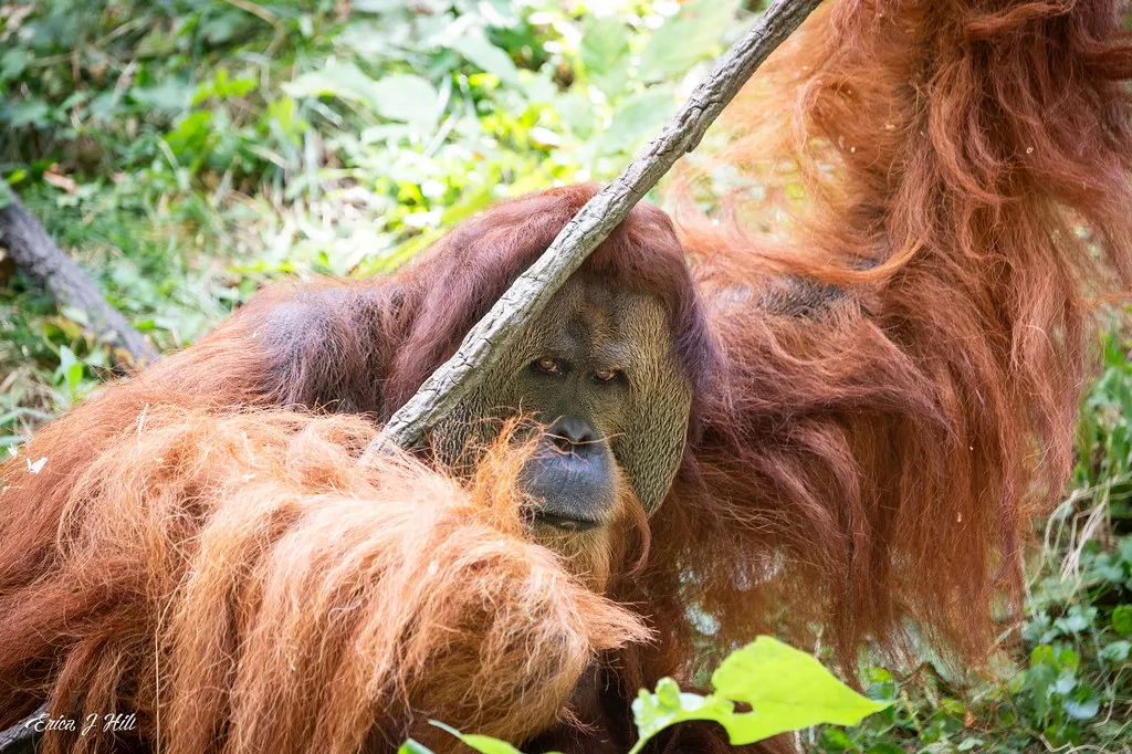 orangutan henry