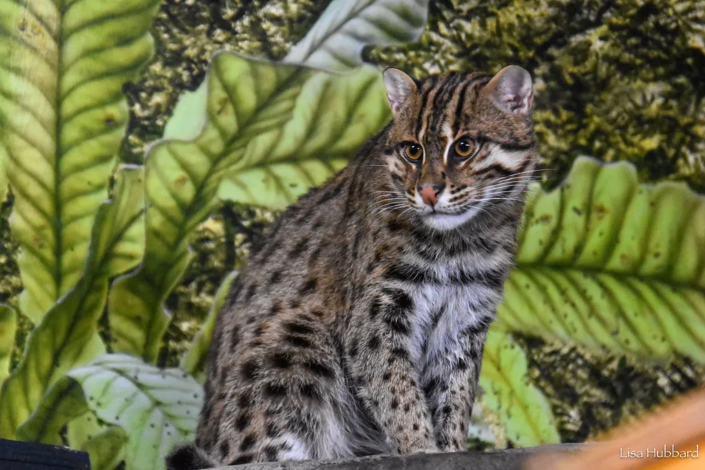 fishing cat