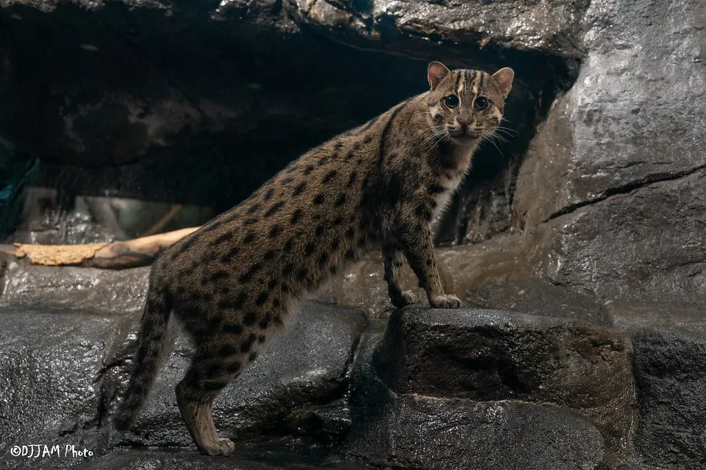 fishing cat