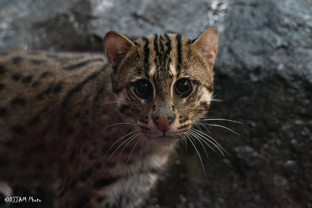 fishing cat