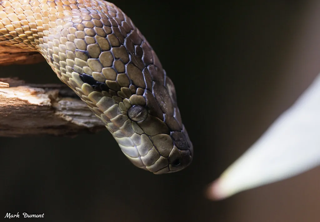 king cobra