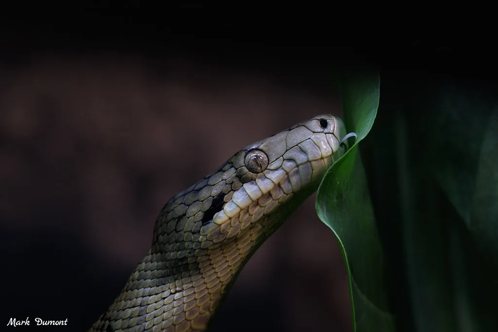 king cobra