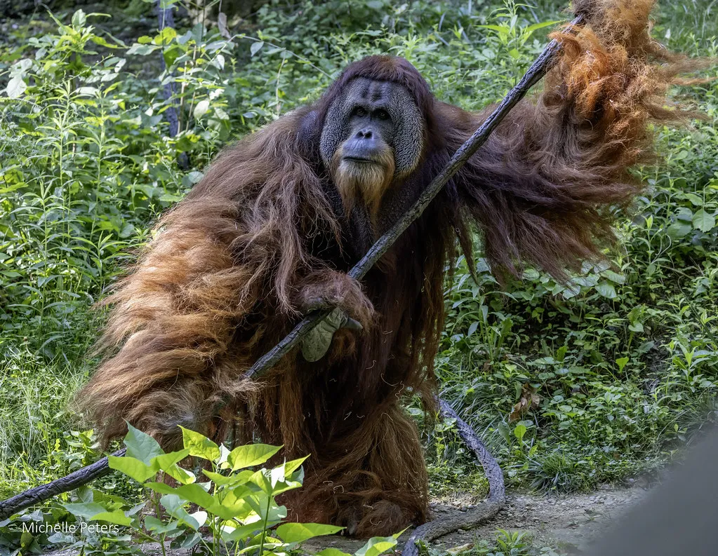 orangutan henry