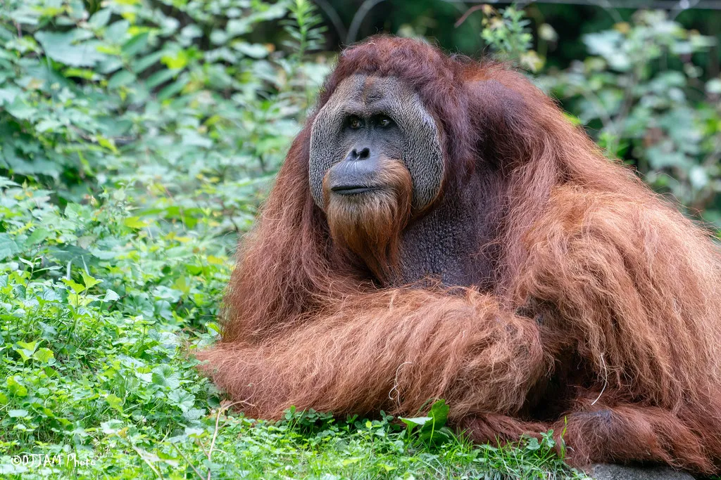 orangutan henry
