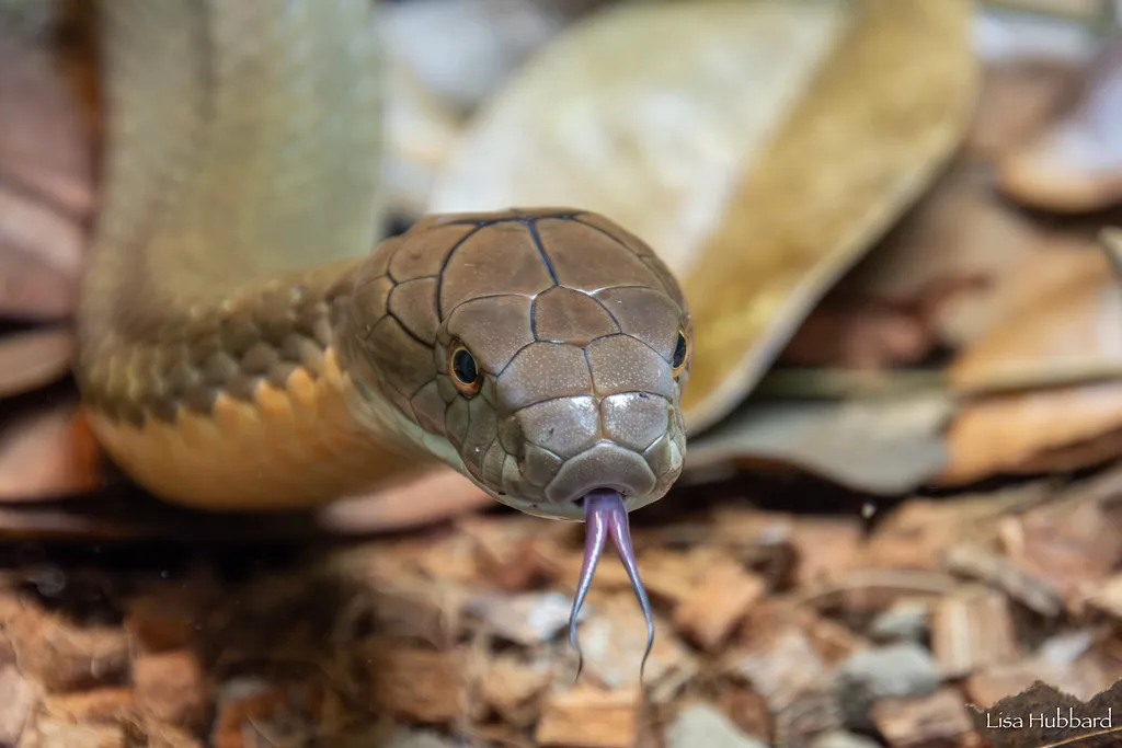 king cobra