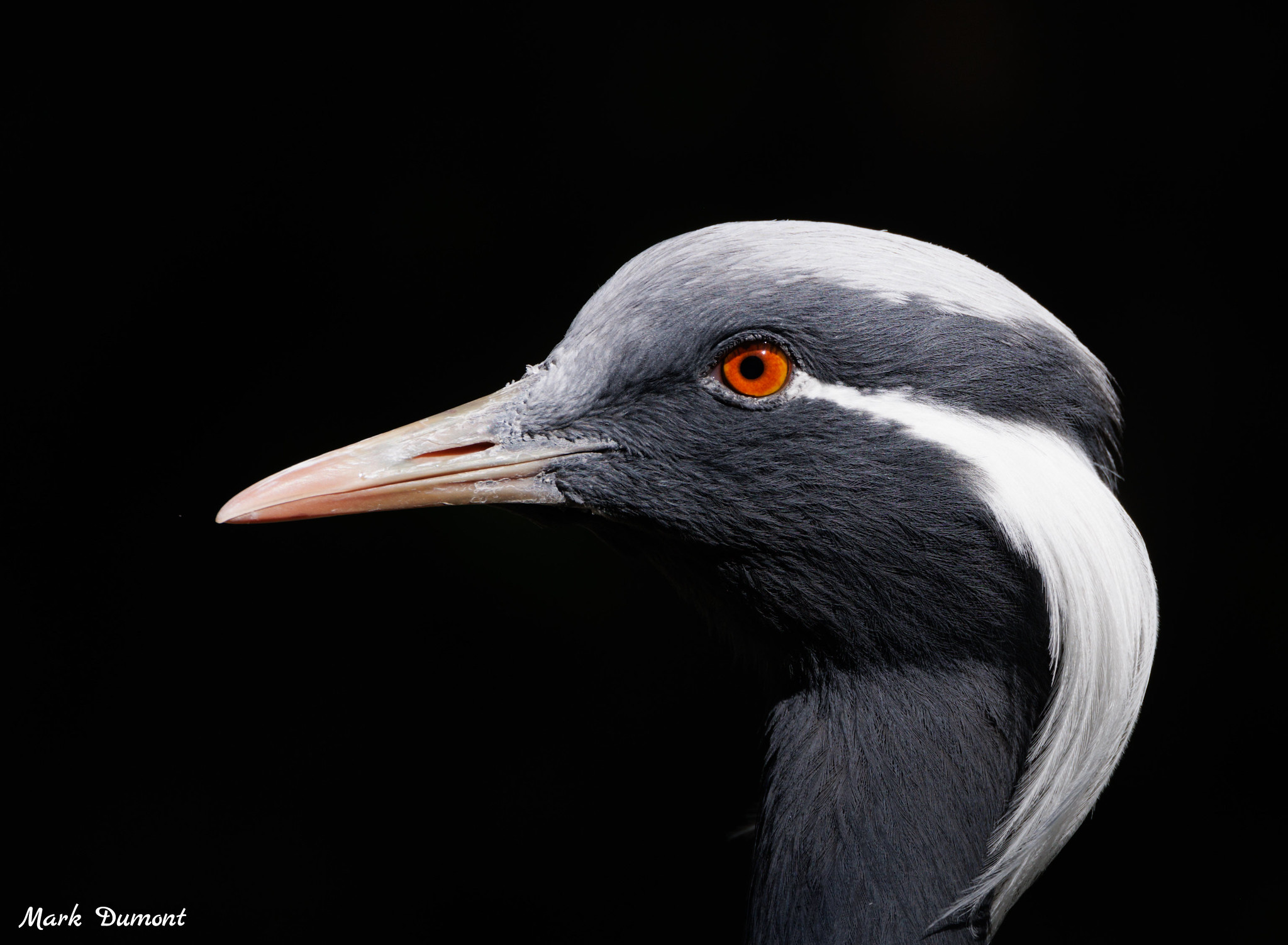 demoiselle crane