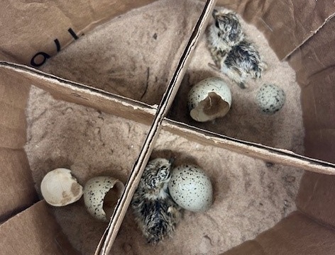 Freshly hatched plovers