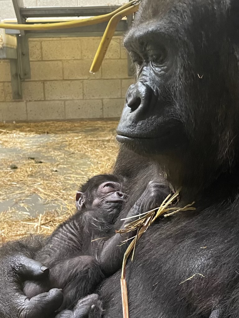 There’s a New Baby Boy in Cincinnati Zoo’s Gorilla World! Cincinnati(02)