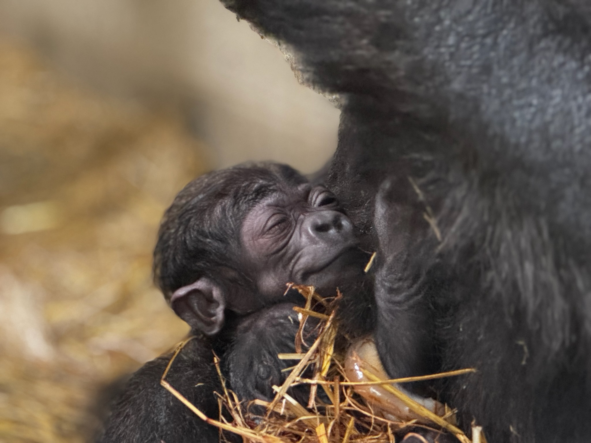 There’s a New Baby Boy in Cincinnati Zoo’s Gorilla World!