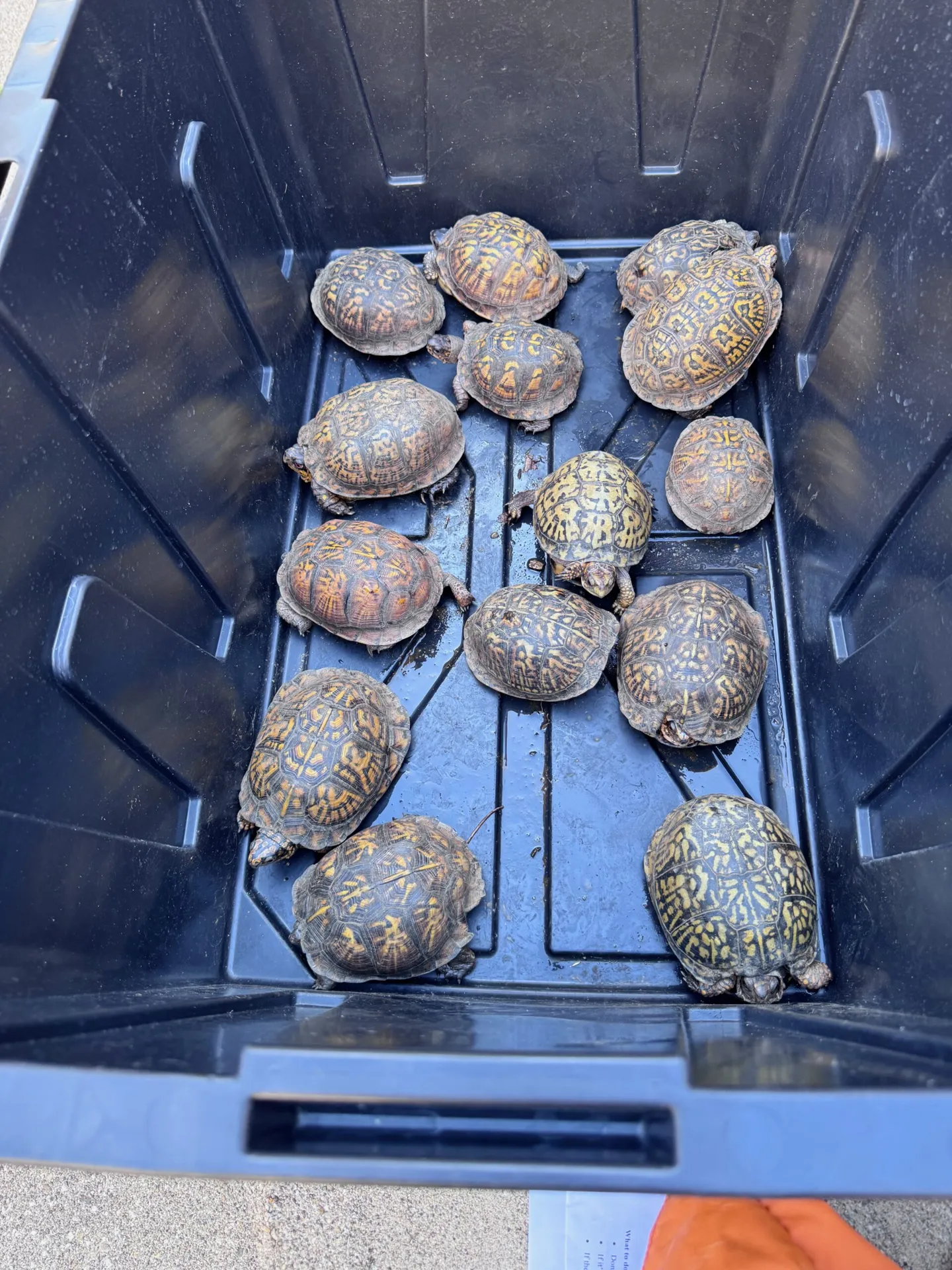 box turtle rescue