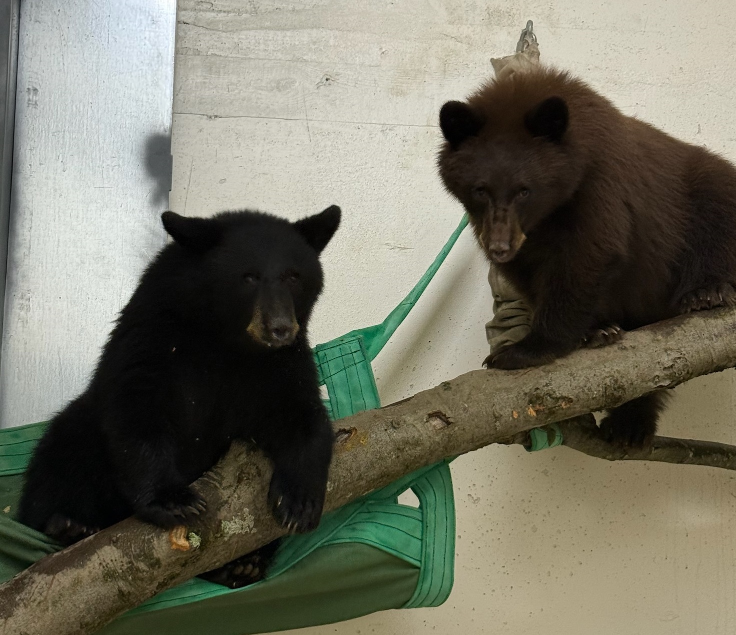 two black bear cubs