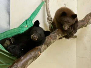 bear cubs juniper and hazel behind the scenes