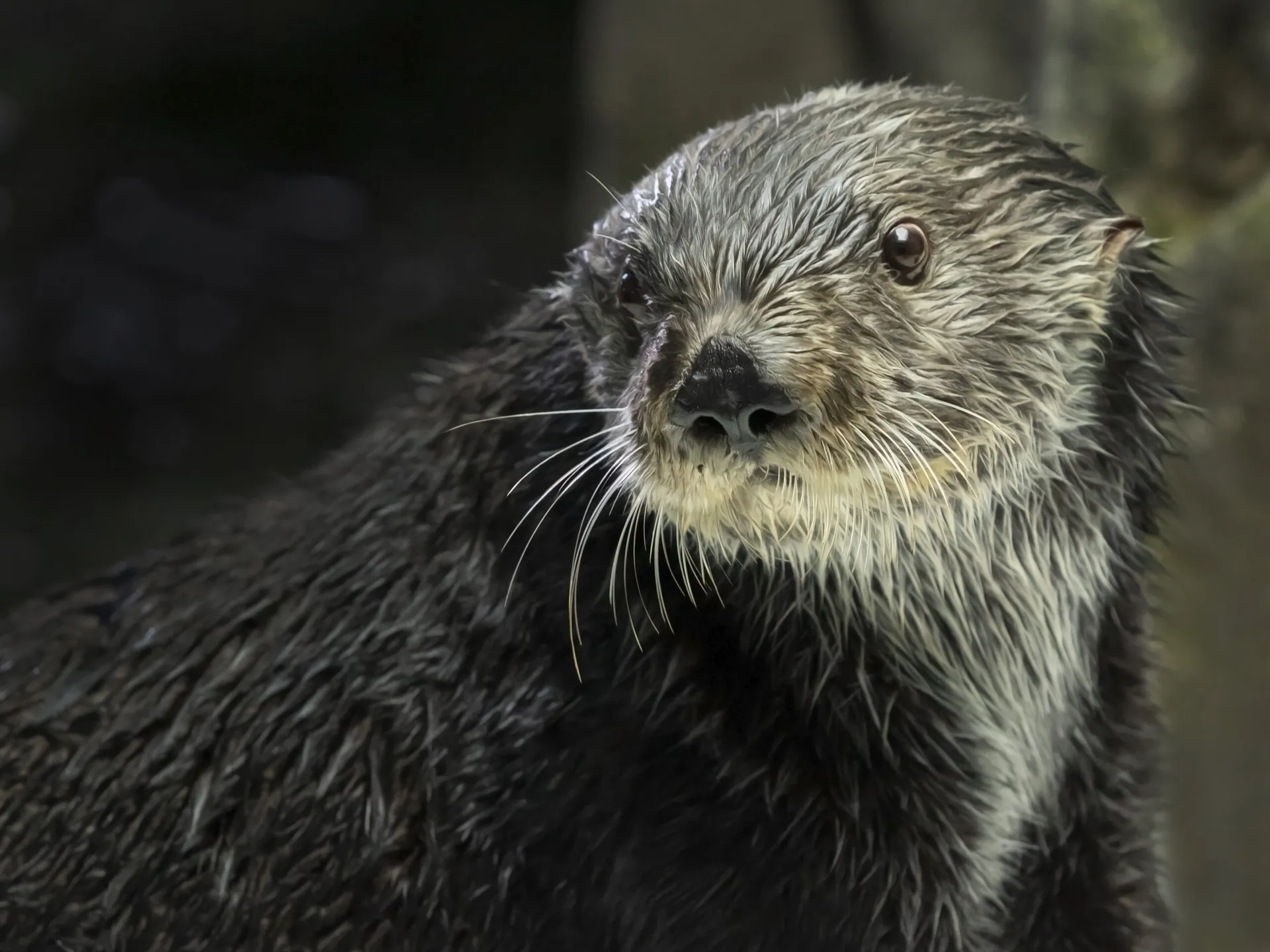 sea otter