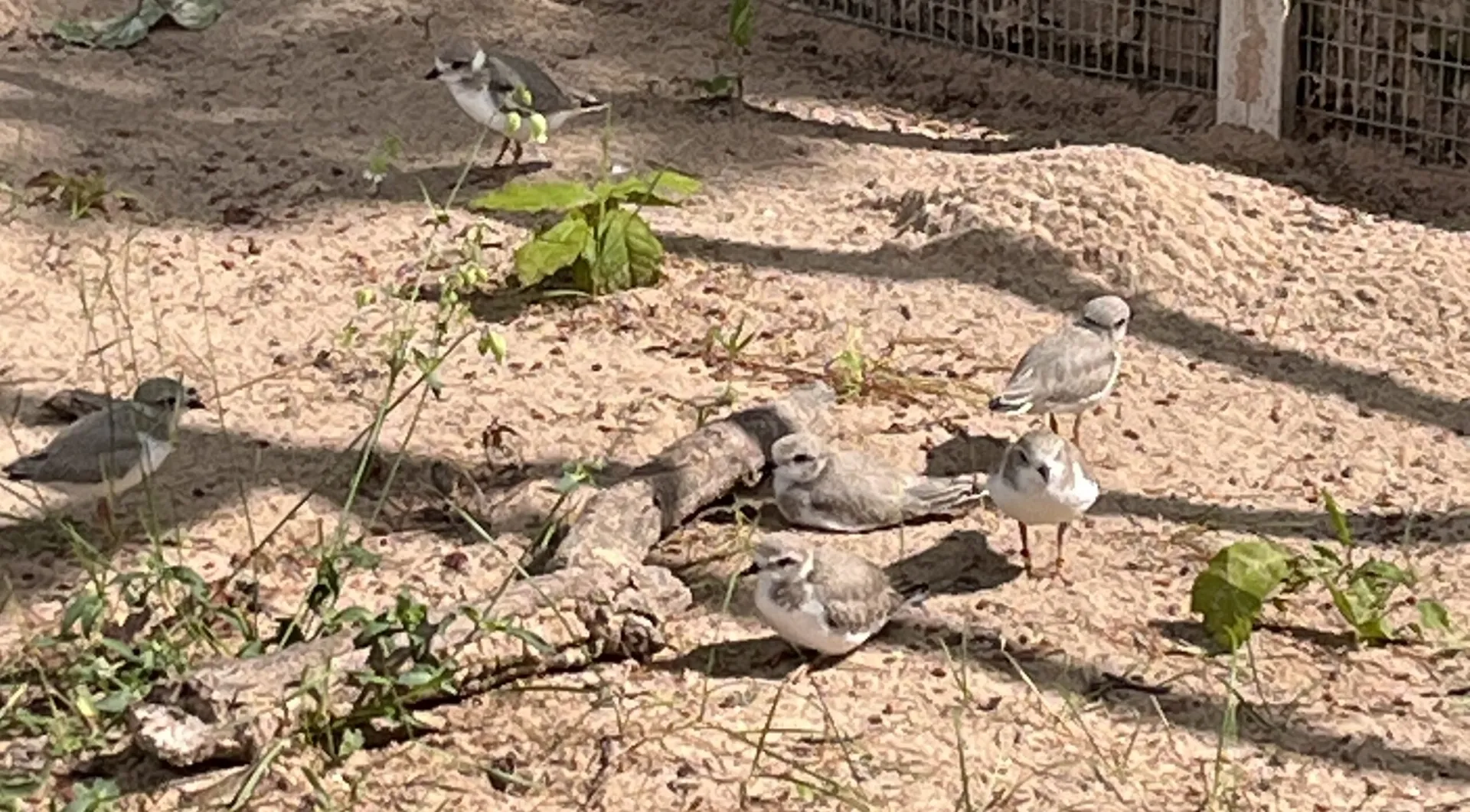 plovers