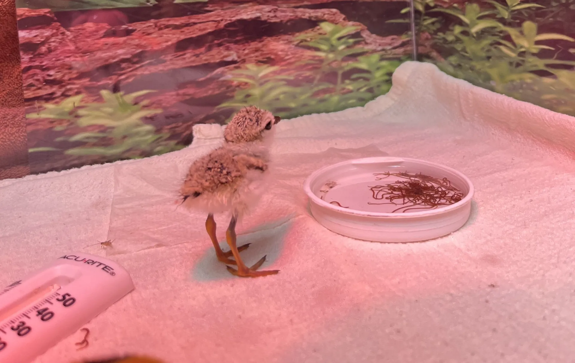 plovers