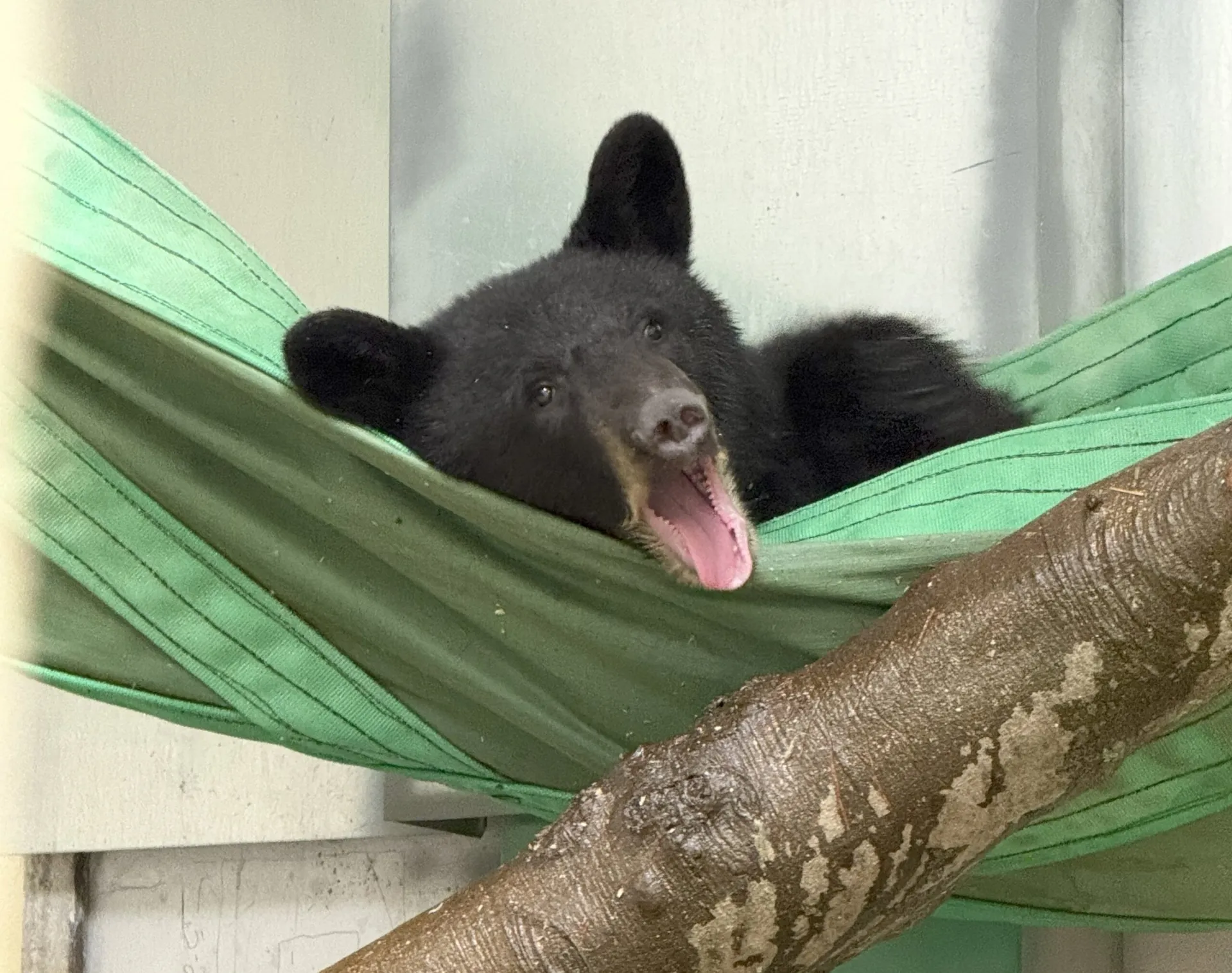 black bear cubs