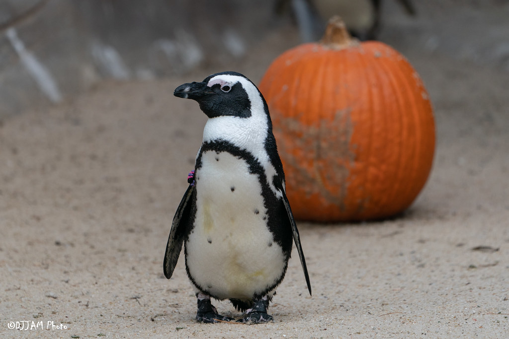 HallZOOween Returns to the Cincinnati Zoo & Boo-tanical Garden this Weekend
