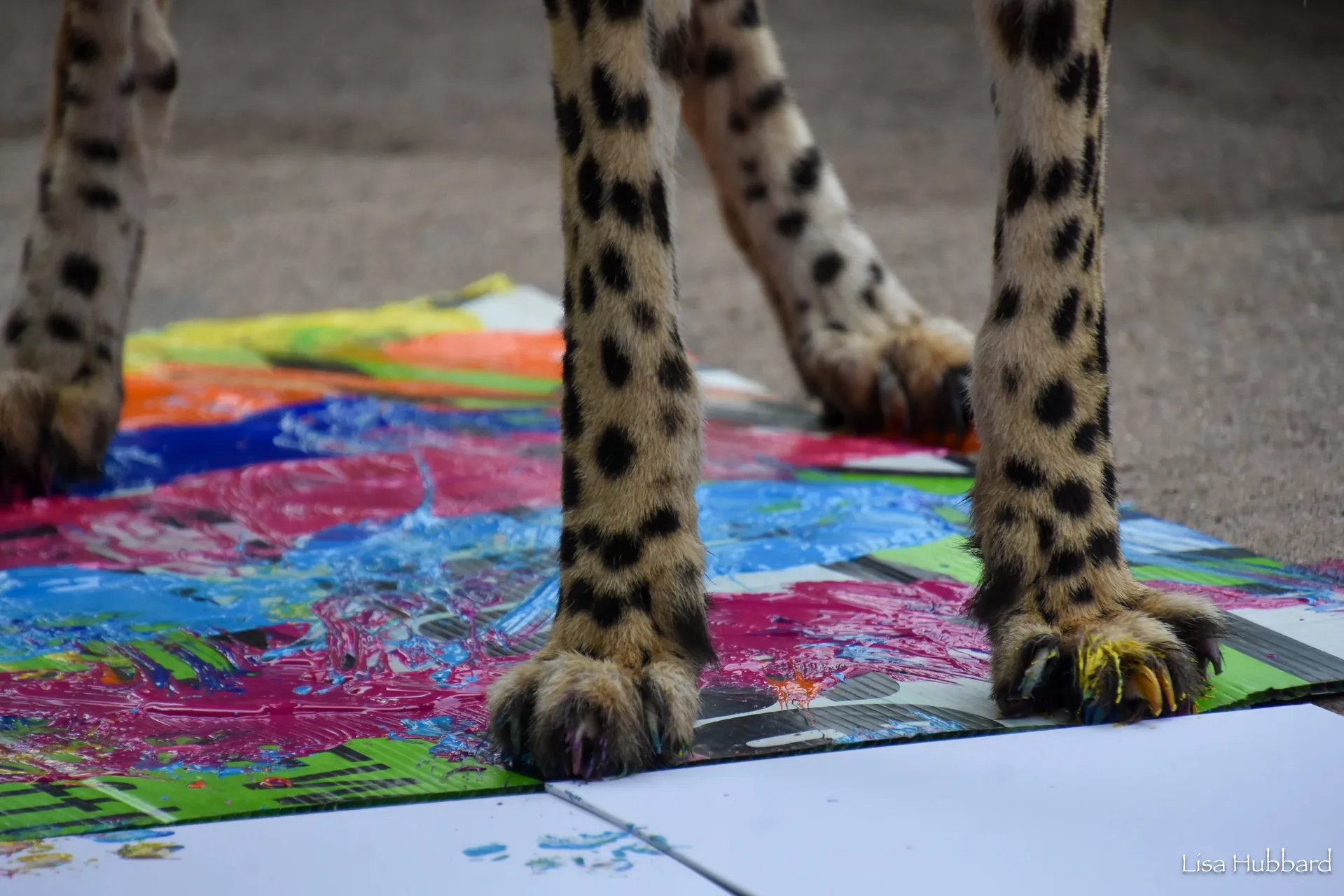 cheetah feet standing in paint with a canvas in front of them