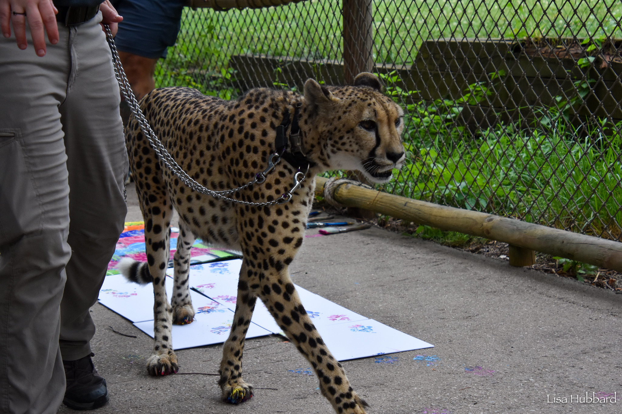 cheetah walking on a leash with keeper