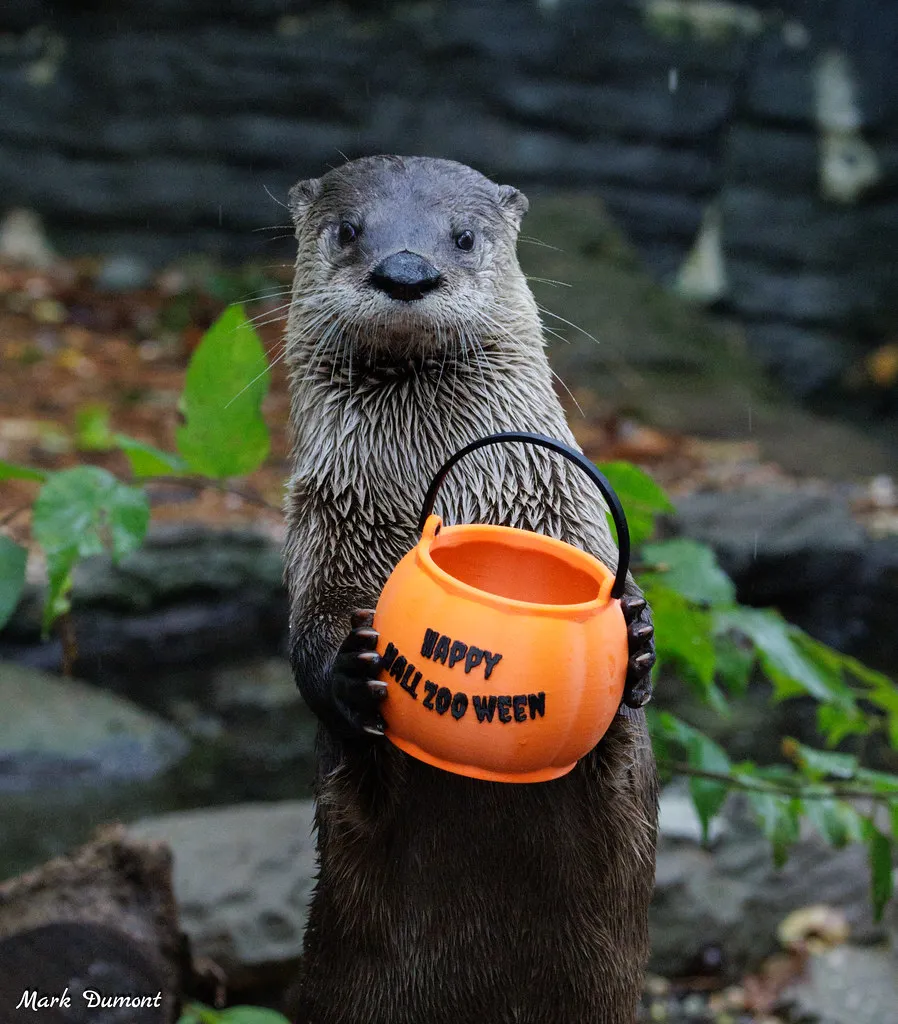 sugar the otter holding a plastic pumpkin basket that says 