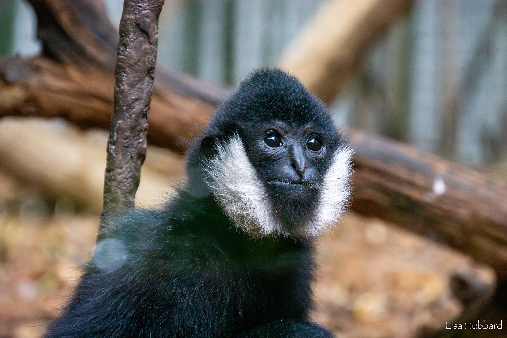 kip the baby gibbon