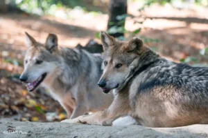 two mexican wolves laying down looking to the side