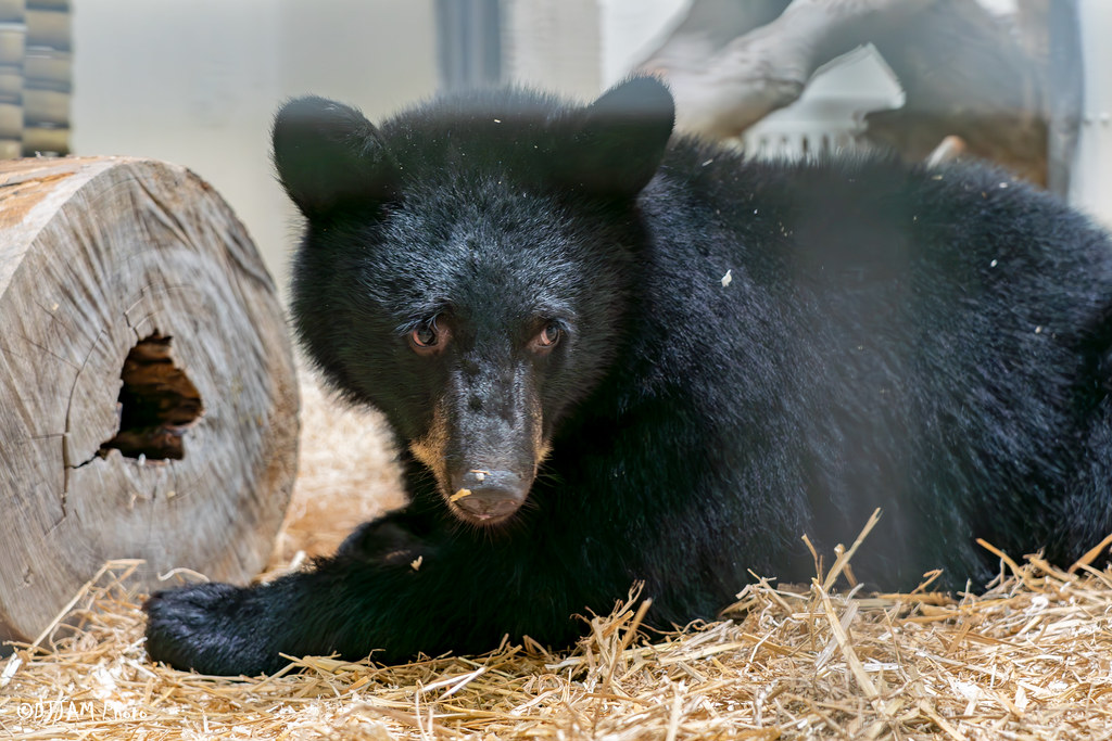 juniper bear cub laying in straw