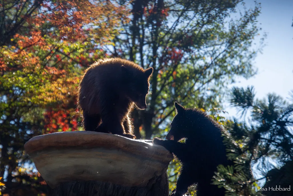 bear cubs hazel and juniper
