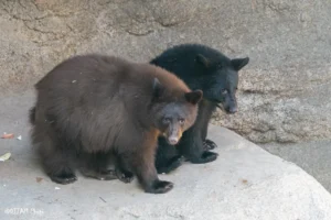 bear cubs hazel and juniper