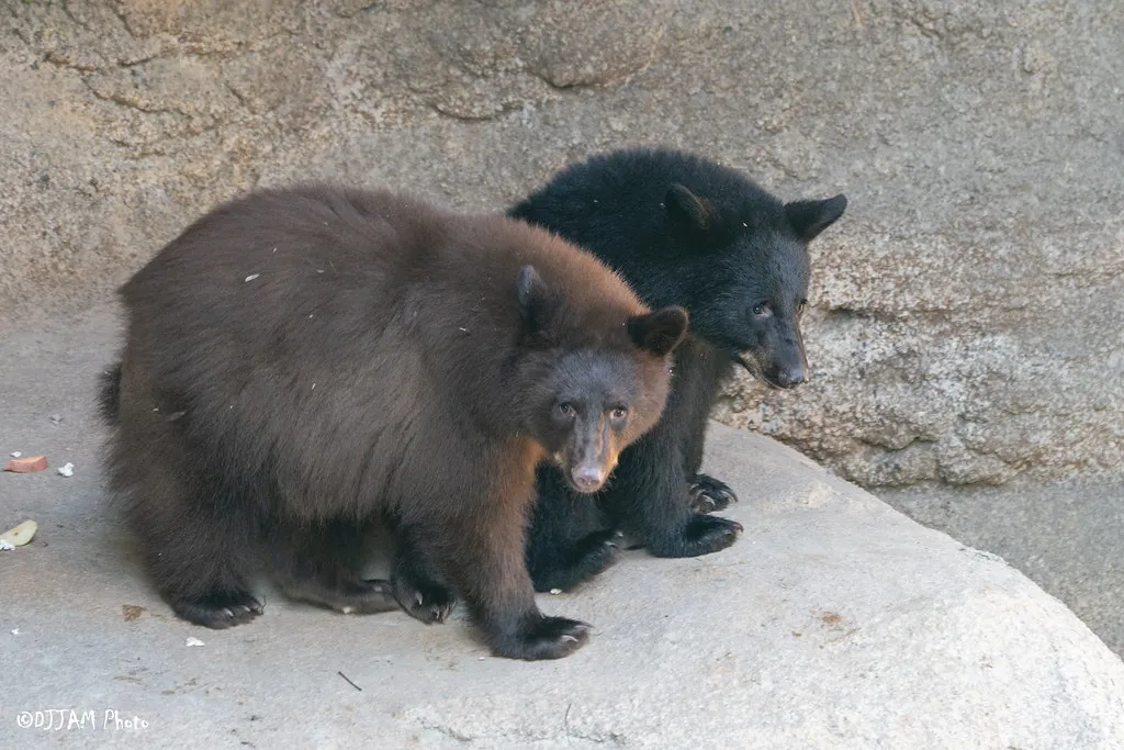 bear cubs hazel and juniper