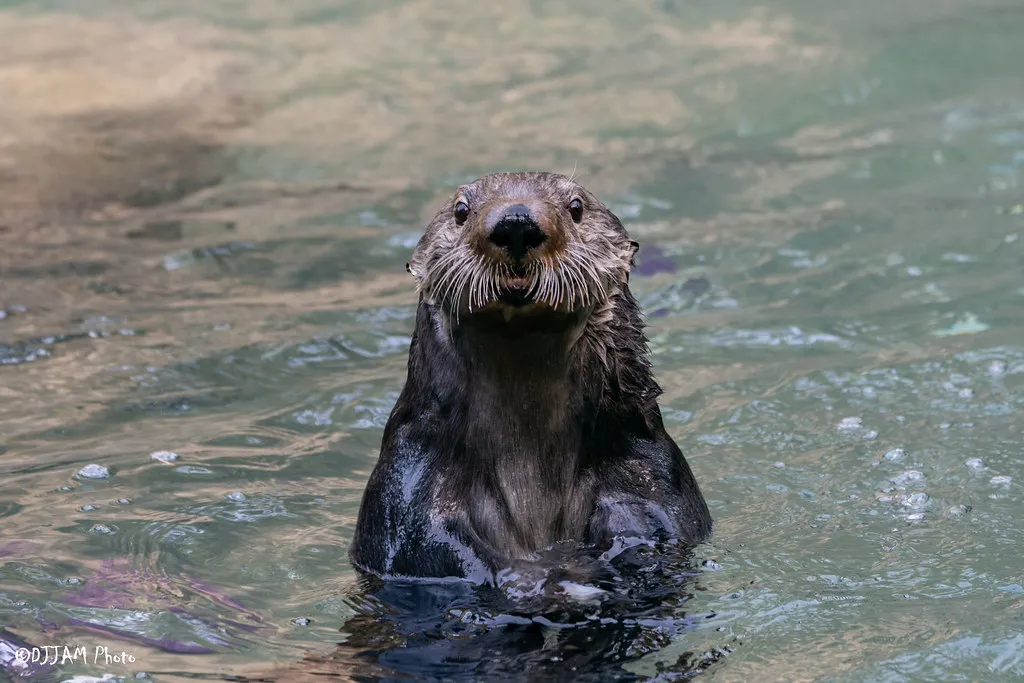 sea otter chloe in the water