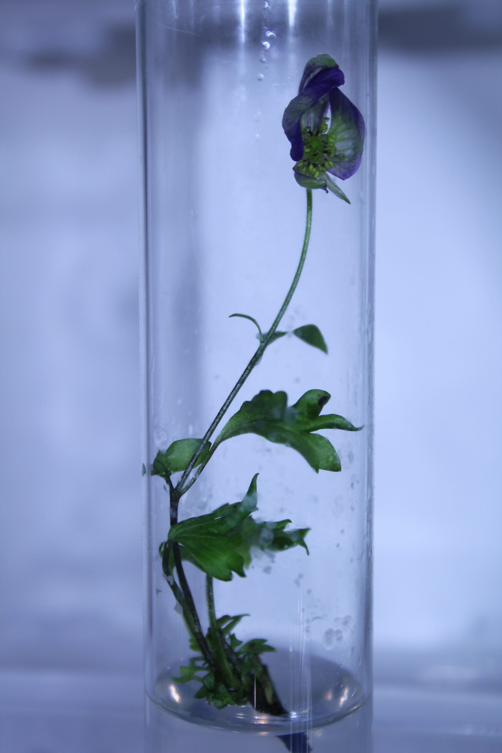 crew test tube bloom